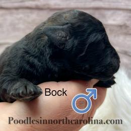 Brock - Black male Poodle puppy in Greenville, North Carolina from Grace Poodles