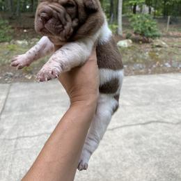 Chinese Shar-Pei Puppies from Amy Mahaffey