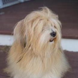 Havanese All Grown Up from Bella Dulce Havanese