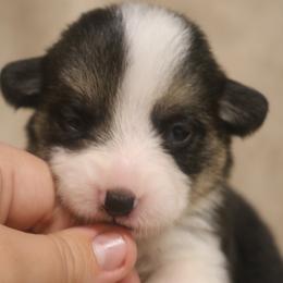 Ferrari - Black and tan male Pembroke Welsh Corgi puppy in West, Texas from Rustic Spur Kennel