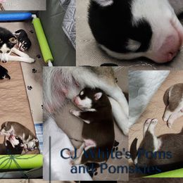 Pomeranians and Pomskies from CJ White's Poms and Pomskies