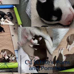 Pomeranians and Pomskies from CJ White's Poms and Pomskies