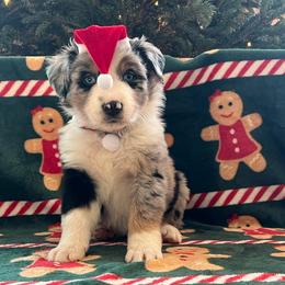 BMM1 - 2 blue eyes - Blue merle male Miniature Australian Shepherd puppy in Connelly Springs, North Carolina from Appalachian Aussies