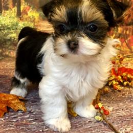 Biewer Terrier and Yorkshire Terrier Puppies from Wisteria Yorkies