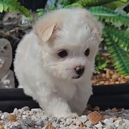 Lettie - White and lemon female Maltese puppy in Aurora, Missouri from KnJ Precious Paws LLC