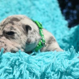Green Collar Blue Merle Male - Merlequin male Great Dane puppy in Alvarado, Texas from Texas Blue Danes