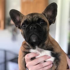 Ruby  - French Bulldog
