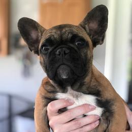 Ruby  - French Bulldog