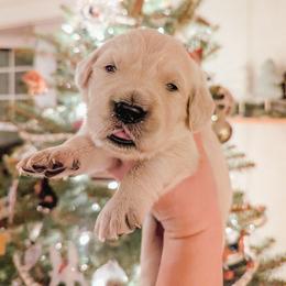 Marshmallow - Light golden female Golden Retriever puppy in Mason, Michigan from Sweet Breeze Acres