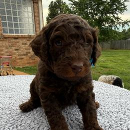 Light Blue Collar - Phantom male Poodle puppy in Huntsville, Alabama from Flint River Poodles