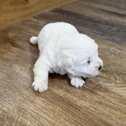 Ace - White male West Highland White Terrier puppy in Scurry, Texas from Davis Westies