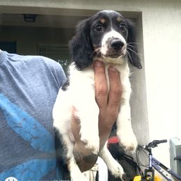 Dachshund Puppies from Miami piebald Dapple Dachshunds