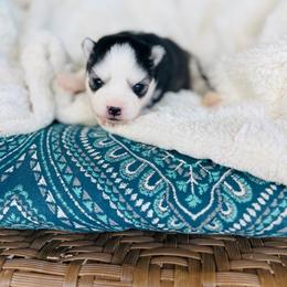 Paloma - Black and white female Pomsky puppy in Yavapai County, Arizona from Pawsh Pomskies