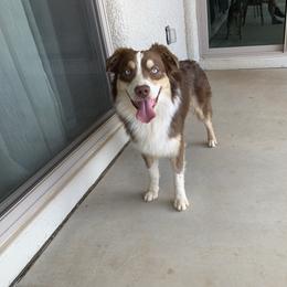 Korben - Red tri male Miniature Australian Shepherd puppy in Douglas, Arizona from Starry-Eyed Mini Aussies with Tails