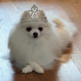 Lacey - Pomeranian