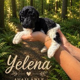 Yelena - Parti female Poodle puppy in Washington, Pennsylvania from Patriotic Poodles