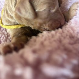 Yellow - Cream female Poodle puppy in Redlands, California from LEI Kennels