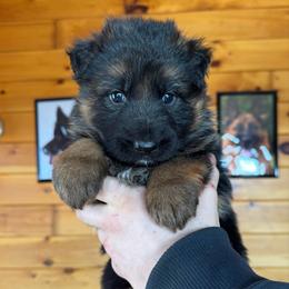 Honey - Black and red female German Shepherd puppy in Garland, Maine from Vom Schön Traumhund