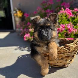 Rex - Black and red male German Shepherd puppy in Hesperia, California from Von Geesa