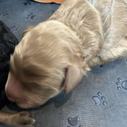 Blue - Red male Bernedoodle puppy in Willow Grove, Pennsylvania from Forest Family Doodles