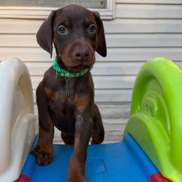 Dark Green Female - Red and rust female Doberman Pinscher puppy in Madison, Indiana from Jensen Dobermans and Dachshunds