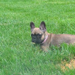 French Bulldogs from Superior Frenchies