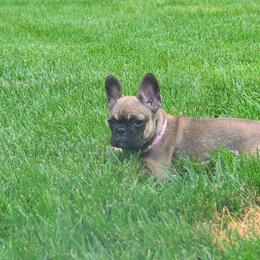 French Bulldogs from Superior Frenchies