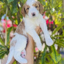 Goldendoodle Puppies from Aloha Sunset Doodles, LLC