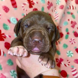Jovie - Chocolate female Great Dane puppy in Spartanburg, South Carolina from Pawlmetto Danes