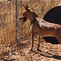 Tahiti - Rat Terrier