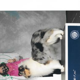 Collies from LynChris Collies