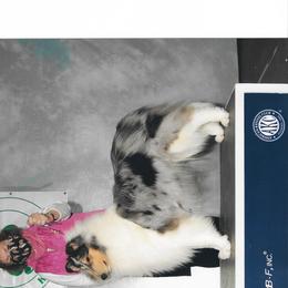 Collies from LynChris Collies
