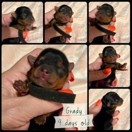 Grady - Black and tan male Yorkipoo puppy in Tangipahoa County, Louisiana from Riche’ Louisiana Yorkies