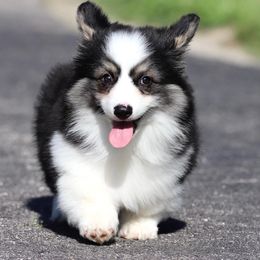 Pembroke Welsh Corgi Puppies from Cosmere Corgis