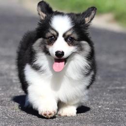 Pembroke Welsh Corgi Puppies from Cosmere Corgis