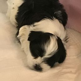 Havanese Puppies from My Heavenly Havanese Puppies