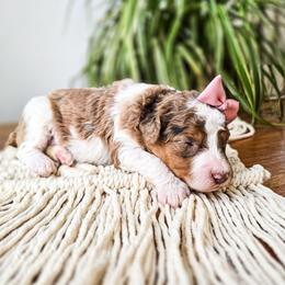 Arwen - Chocolate merle female Bernedoodle puppy in Gaylord, Michigan from Dog Mom Co. Doodles