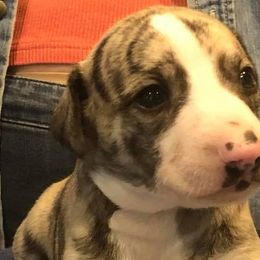 Scottish Deerhounds and Whippets from Cu Liath Deerhounds & Whippets