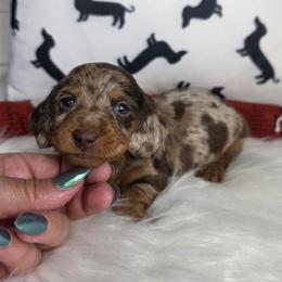 Wirehaired Chocolate Tan Dapple - Dapple male Dachshund puppy in Austin, Colorado from Colorado Mini Dachshunds & Mini Pomskies