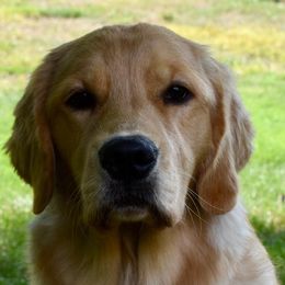 Golden Retriever All Grown Up from Goldenway Goldens
