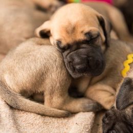Great Dane Puppies from Sumner Great Danes