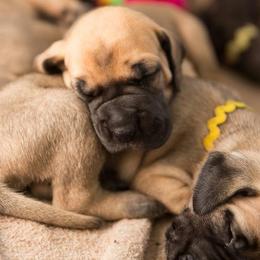Great Dane Puppies from Sumner Great Danes