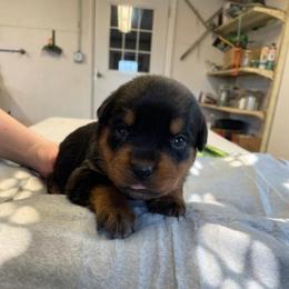 Female 2 yellow - Black and rust female Rottweiler puppy in Aspers, Pennsylvania from Vom Uberlegenen Rottweilers