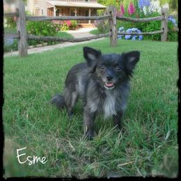 Esme - Chihuahua