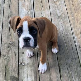 Boxer Puppies from Molly Mo Boxers