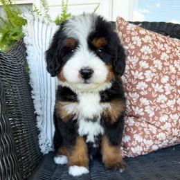 Mocha - Tri-color male Bernedoodle puppy in Columbus, Ohio from This is Doodles