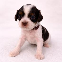 Nutmeg - Chocolate female Cavapoo puppy in Beech Island, South Carolina from New Moon Farm Canines