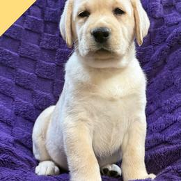 Tan - Yellow female Labrador Retriever puppy in Wilson’s, Virginia from Cedar Hill Farm Labradors