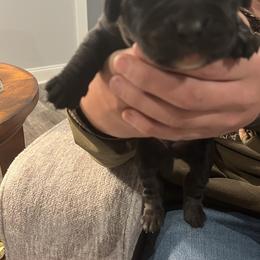Labrador Retriever puppies from Mckenney Kennels