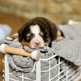 Boy 4 - Bernedoodle puppy in Santa Barbara, California from K+C Doodles